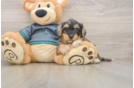 Yorkie Poo Puppy for Adoption