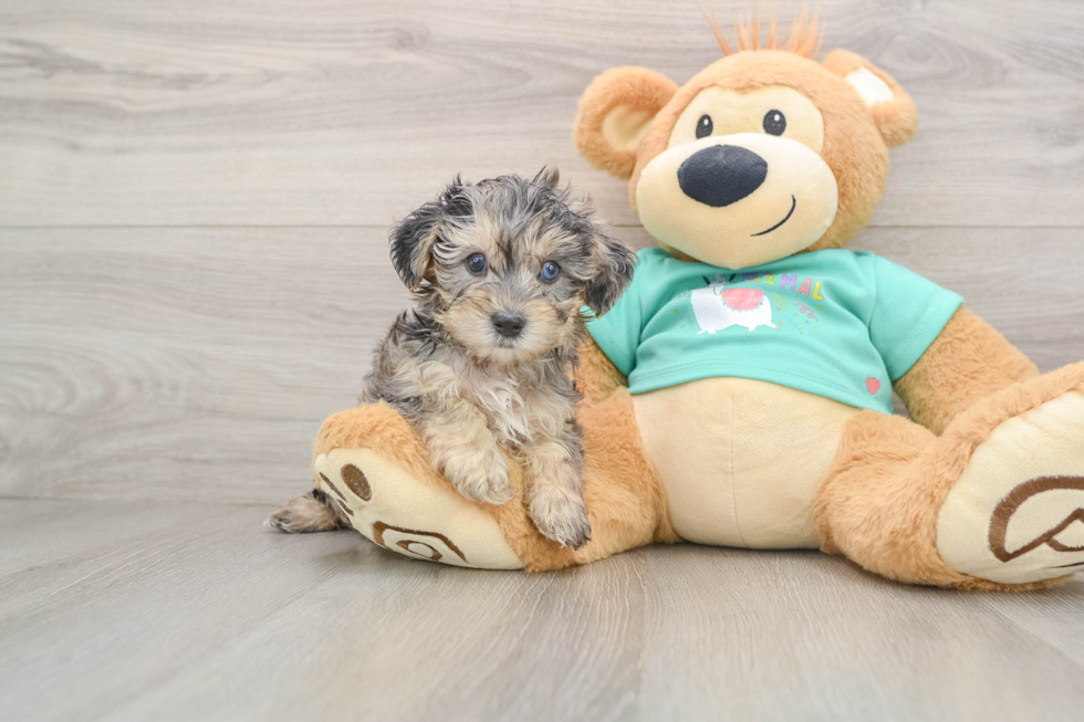 Yorkie Poo Puppy for Adoption