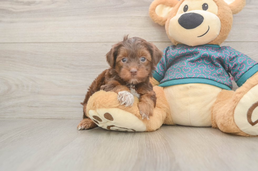 5 week old Yorkie Poo Puppy For Sale - Florida Fur Babies