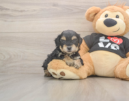 7 week old Yorkie Poo Puppy For Sale - Florida Fur Babies