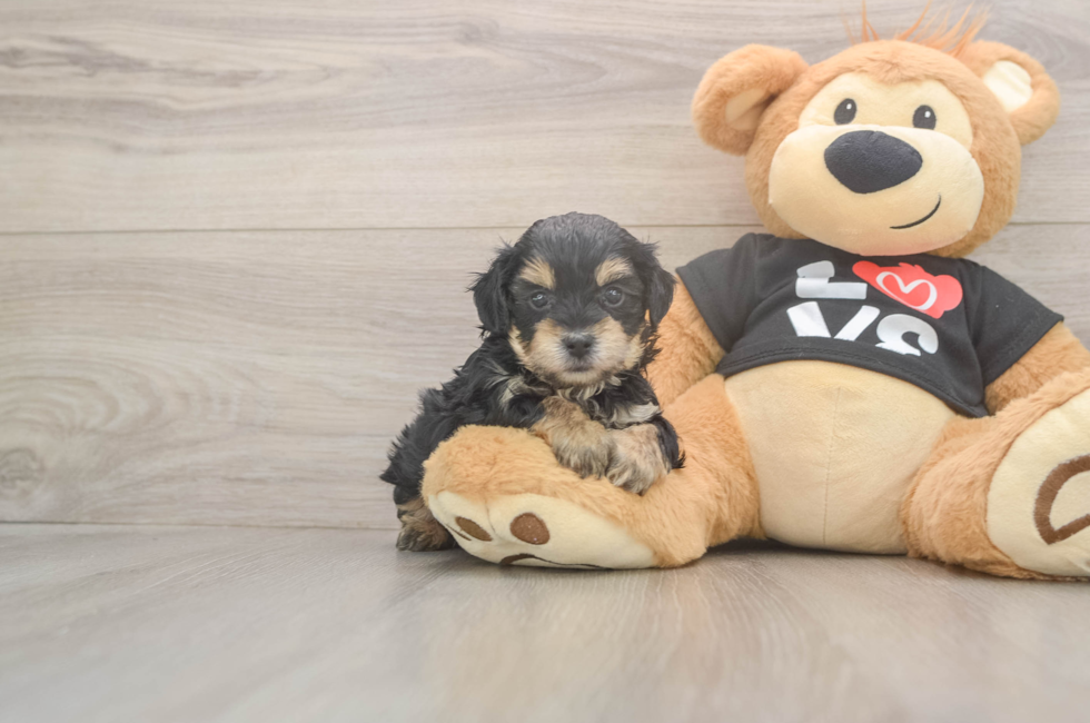 5 week old Yorkie Poo Puppy For Sale - Florida Fur Babies