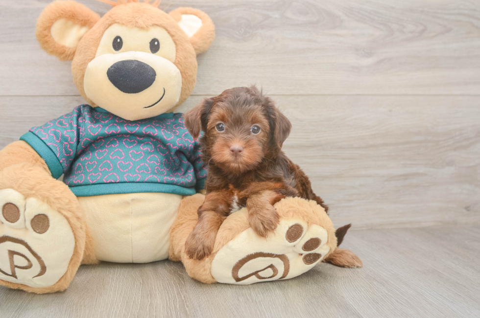 5 week old Yorkie Poo Puppy For Sale - Florida Fur Babies