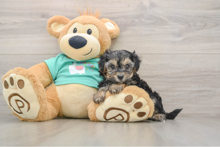 Yorkie Poo Puppy for Adoption