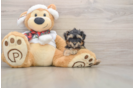 Yorkie Poo Pup Being Cute