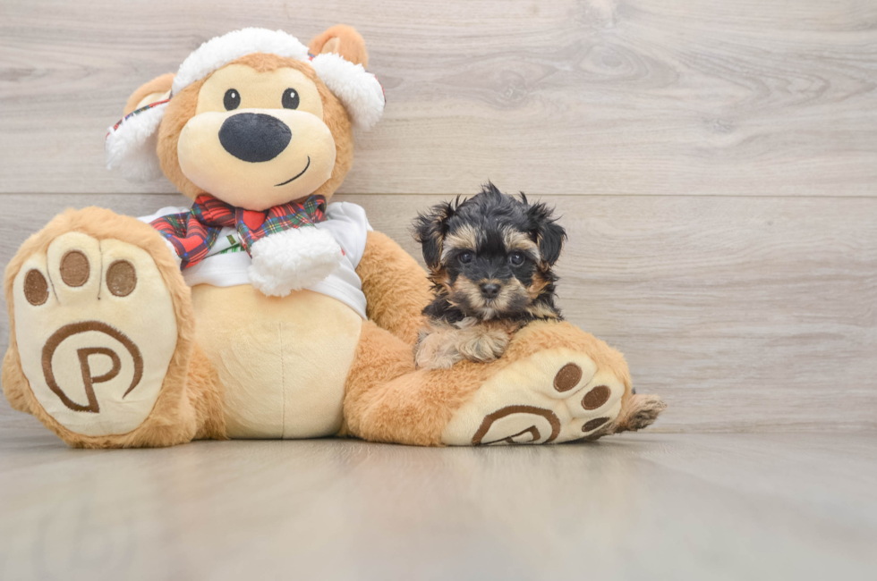 5 week old Yorkie Poo Puppy For Sale - Florida Fur Babies