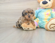 8 week old Yorkie Poo Puppy For Sale - Florida Fur Babies