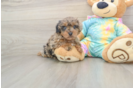 Yorkie Poo Puppy for Adoption