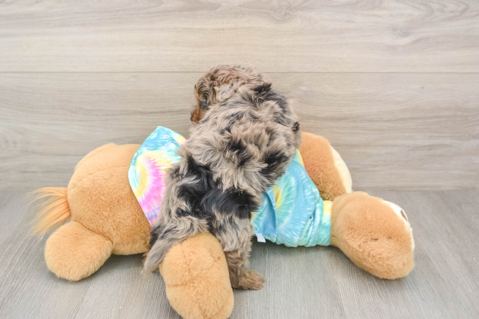 Best Yorkie Poo Baby