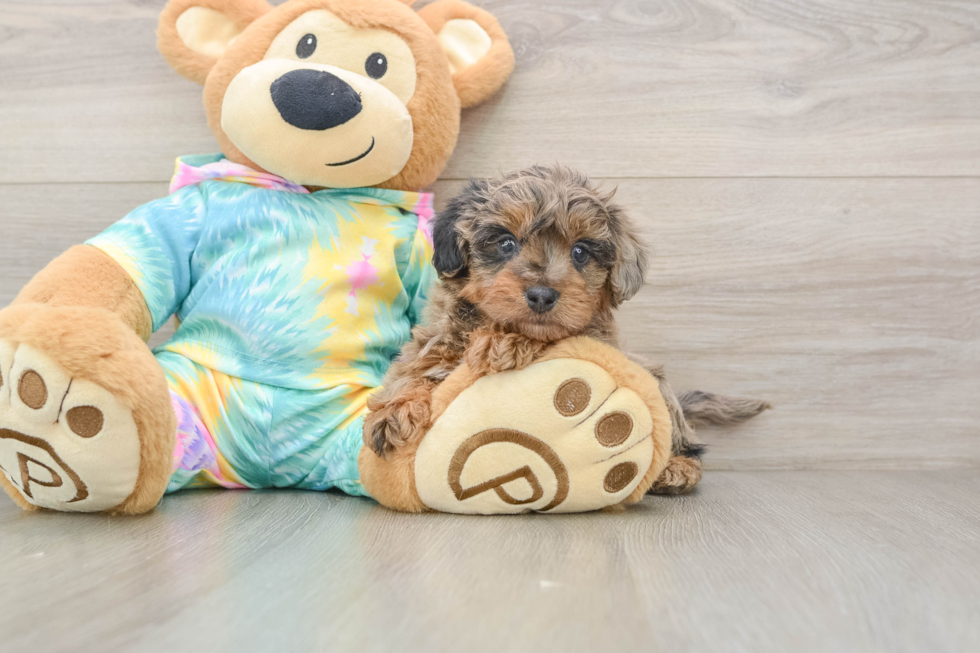 Cute Yorkie Poo Baby