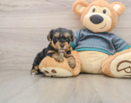 8 week old Yorkie Poo Puppy For Sale - Florida Fur Babies
