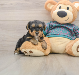 7 week old Yorkie Poo Puppy For Sale - Florida Fur Babies