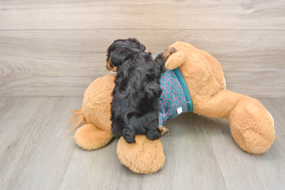 Yorkie Poo Puppy for Adoption