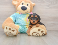 8 week old Yorkie Poo Puppy For Sale - Florida Fur Babies