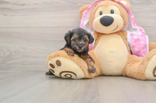 Yorkie Poo Puppy for Adoption