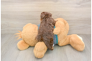 Yorkie Poo Pup Being Cute