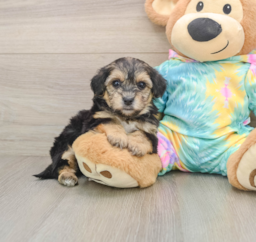 6 week old Yorkie Poo Puppy For Sale - Florida Fur Babies