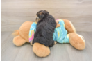 Playful Yo Yo Poo Poodle Mix Puppy