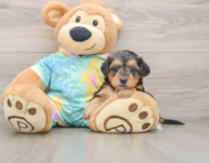 8 week old Yorkie Poo Puppy For Sale - Florida Fur Babies
