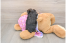 Best Yorkie Poo Baby