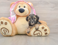 7 week old Yorkie Poo Puppy For Sale - Florida Fur Babies