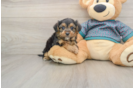Smart Yorkie Poo Poodle Mix Pup