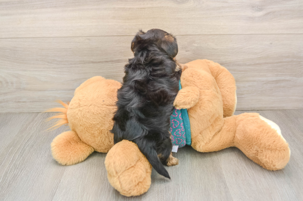 Yorkie Poo Puppy for Adoption