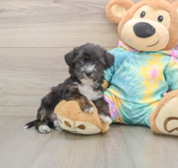 6 week old Yorkie Poo Puppy For Sale - Florida Fur Babies