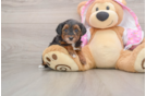 Playful Yo Yo Poo Poodle Mix Puppy