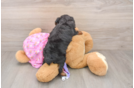 Yorkie Poo Puppy for Adoption