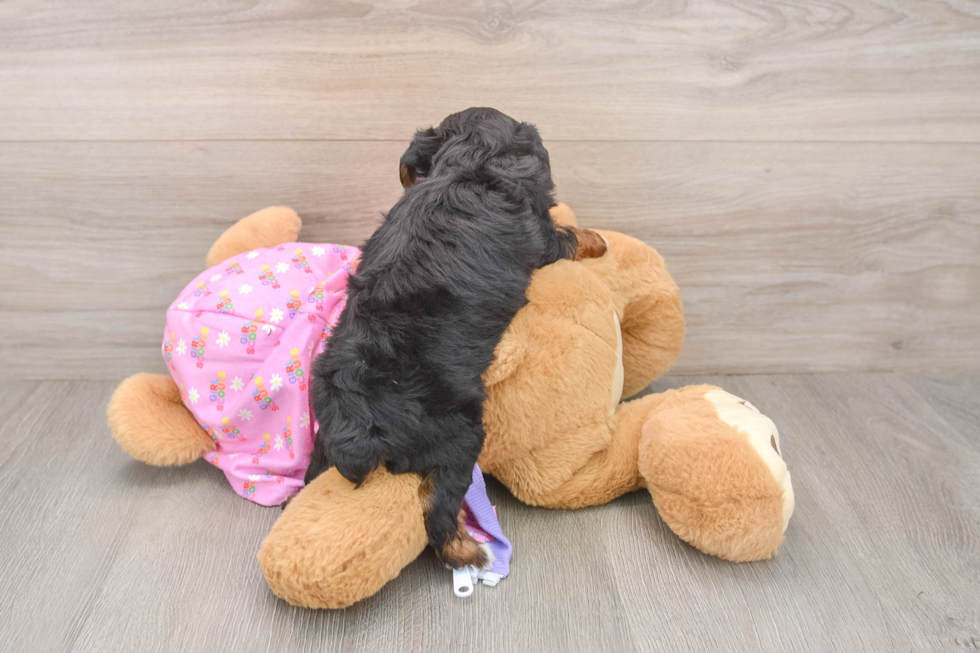 Yorkie Poo Puppy for Adoption