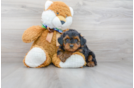 Meet Zen - our Yorkie Poo Puppy Photo 1/3 - Florida Fur Babies