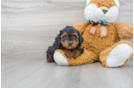 Meet Zen - our Yorkie Poo Puppy Photo 2/3 - Florida Fur Babies
