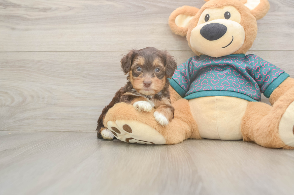 5 week old Yorkie Poo Puppy For Sale - Florida Fur Babies