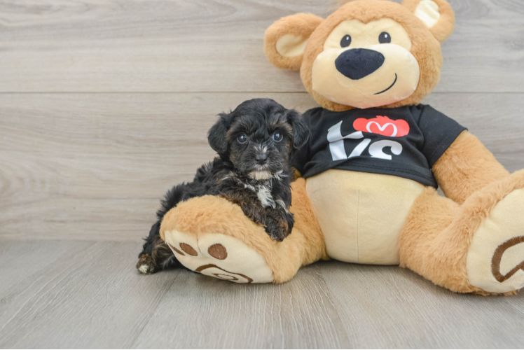 Smart Yorkie Poo Poodle Mix Pup