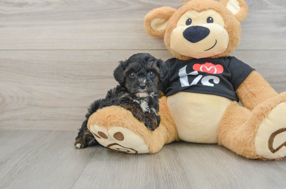 6 week old Yorkie Poo Puppy For Sale - Florida Fur Babies