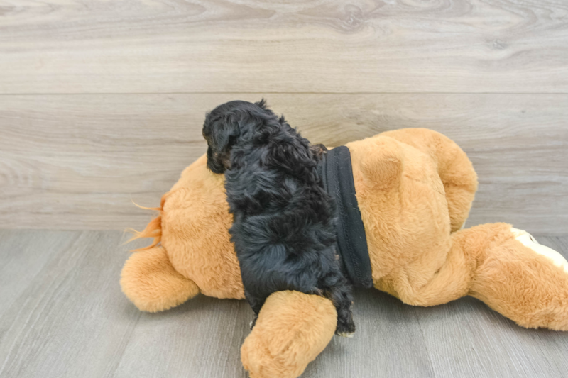 Meet Zibby - our Yorkie Poo Puppy Photo 2/3 - Florida Fur Babies