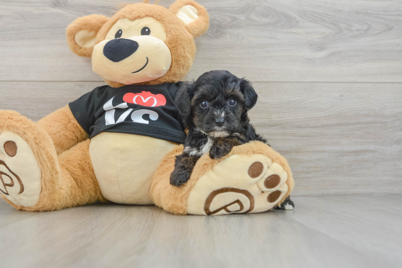 Meet Zibby - our Yorkie Poo Puppy Photo 3/3 - Florida Fur Babies