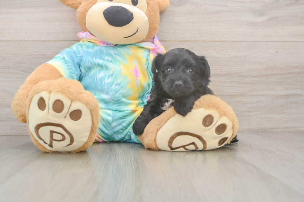 5 week old Yorkie Poo Puppy For Sale - Florida Fur Babies