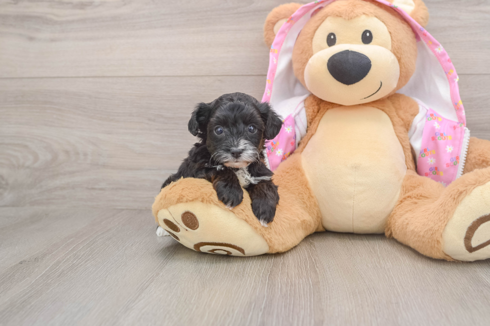 Yorkie Poo Puppy for Adoption
