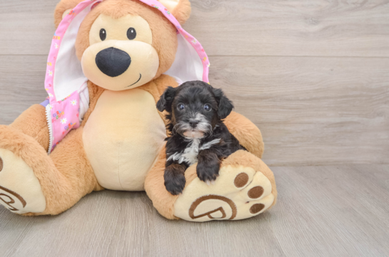 Yorkie Poo Pup Being Cute
