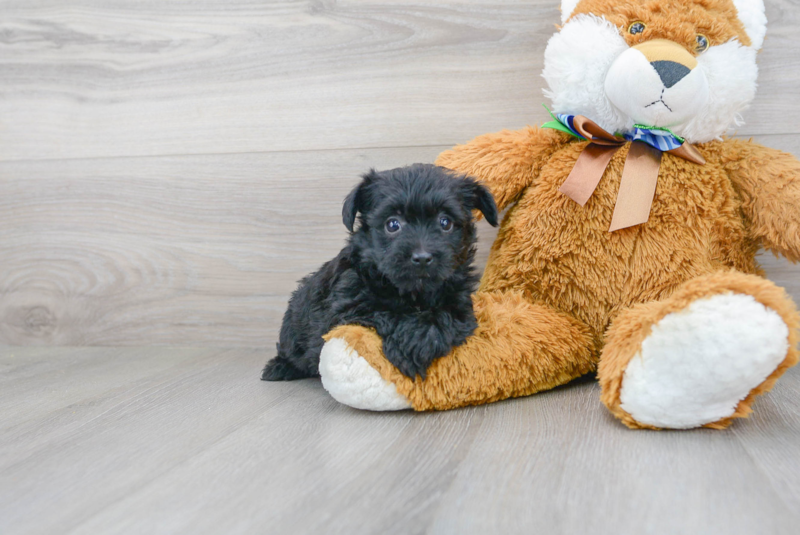 Meet Zibby - our Yorkie Poo Puppy Photo 2/3 - Florida Fur Babies