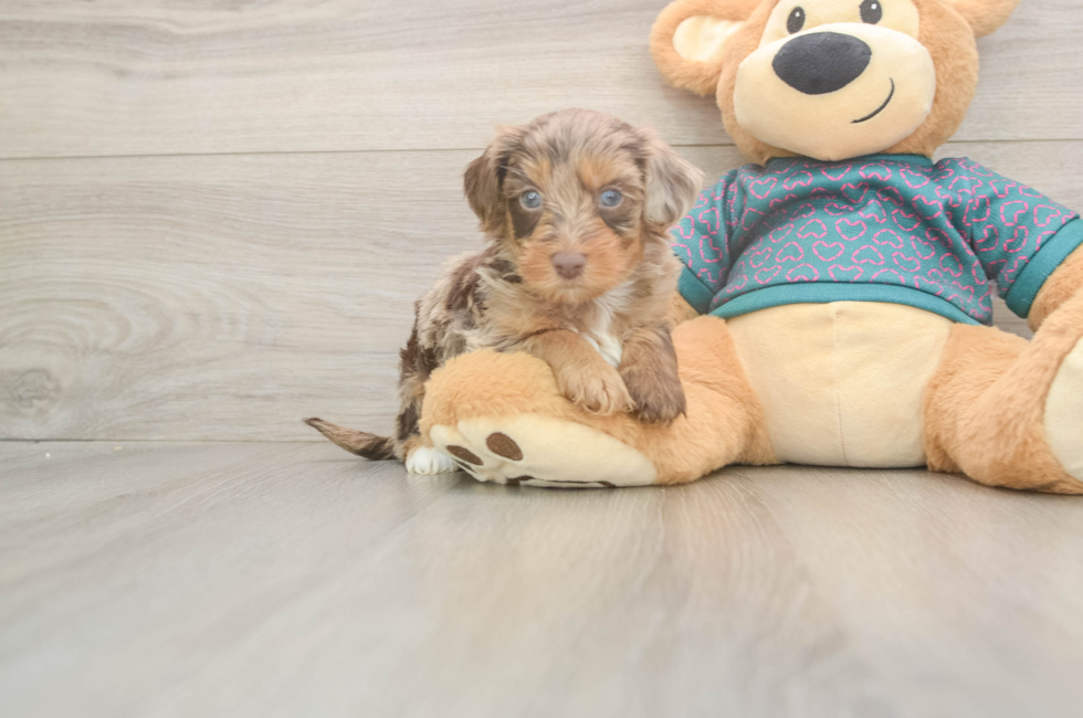 5 week old Yorkie Poo Puppy For Sale - Florida Fur Babies