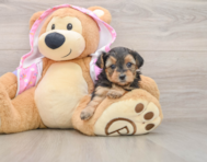 7 week old Yorkie Poo Puppy For Sale - Florida Fur Babies