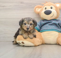 7 week old Yorkie Poo Puppy For Sale - Florida Fur Babies