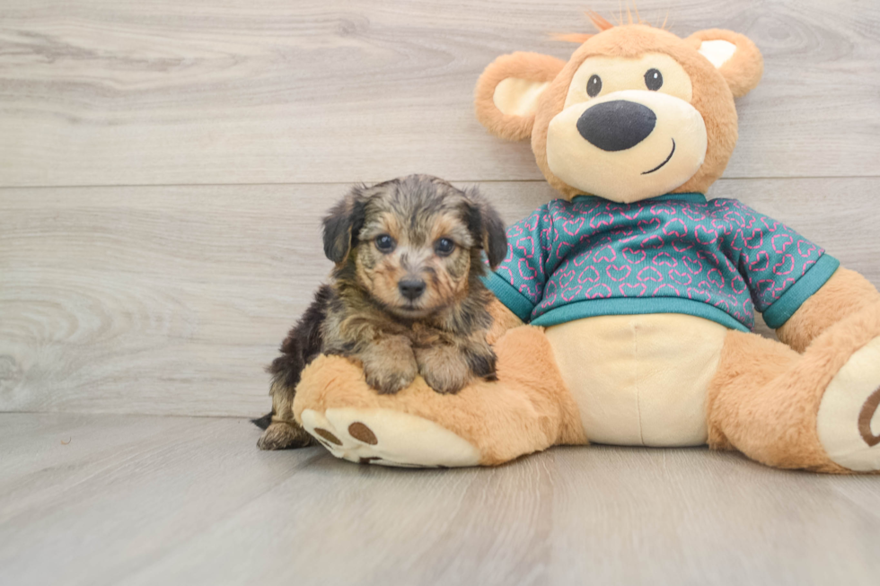 Best Yorkie Poo Baby