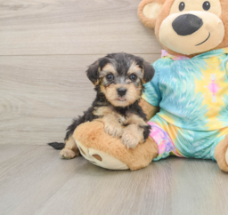 6 week old Yorkie Poo Puppy For Sale - Florida Fur Babies