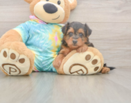 7 week old Yorkie Poo Puppy For Sale - Florida Fur Babies