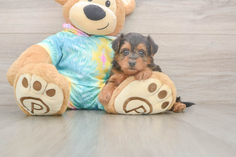 5 week old Yorkie Poo Puppy For Sale - Florida Fur Babies