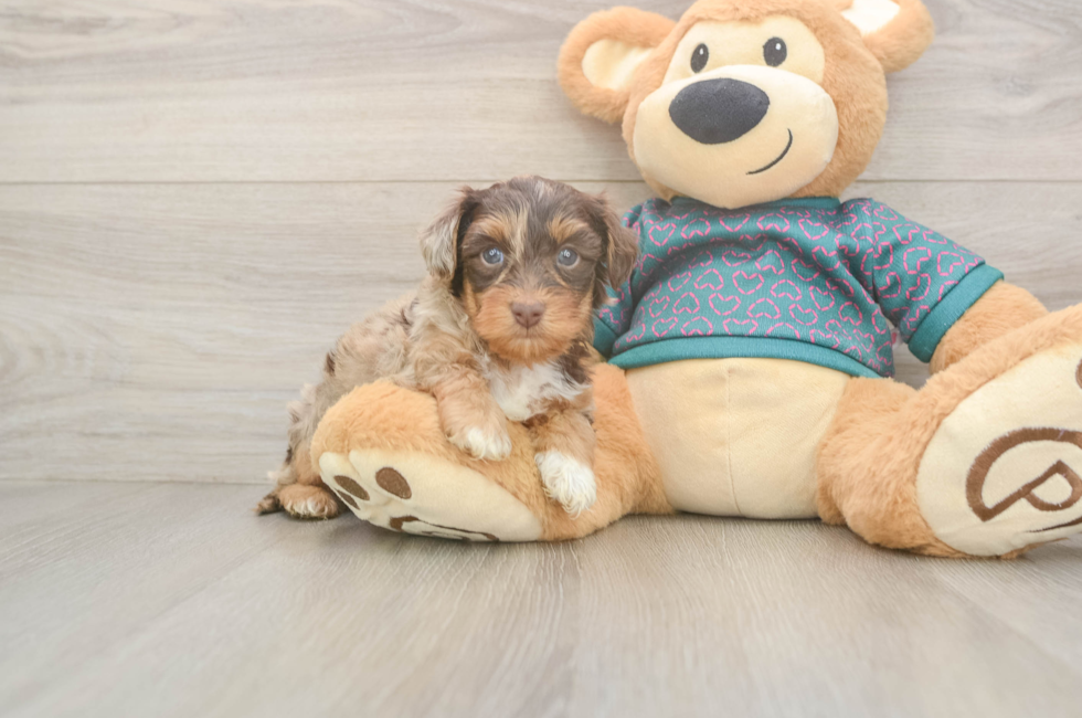5 week old Yorkie Poo Puppy For Sale - Florida Fur Babies
