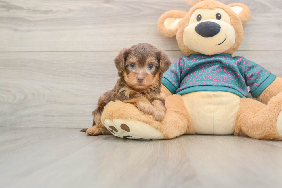 Happy Yorkie Poo Baby